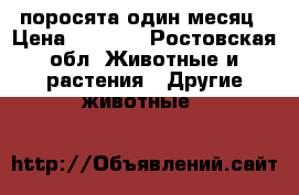 поросята один месяц › Цена ­ 3 000 - Ростовская обл. Животные и растения » Другие животные   